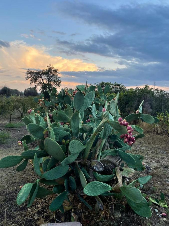 Bed & Breakfast Villa Michela Alezio Bagian luar foto